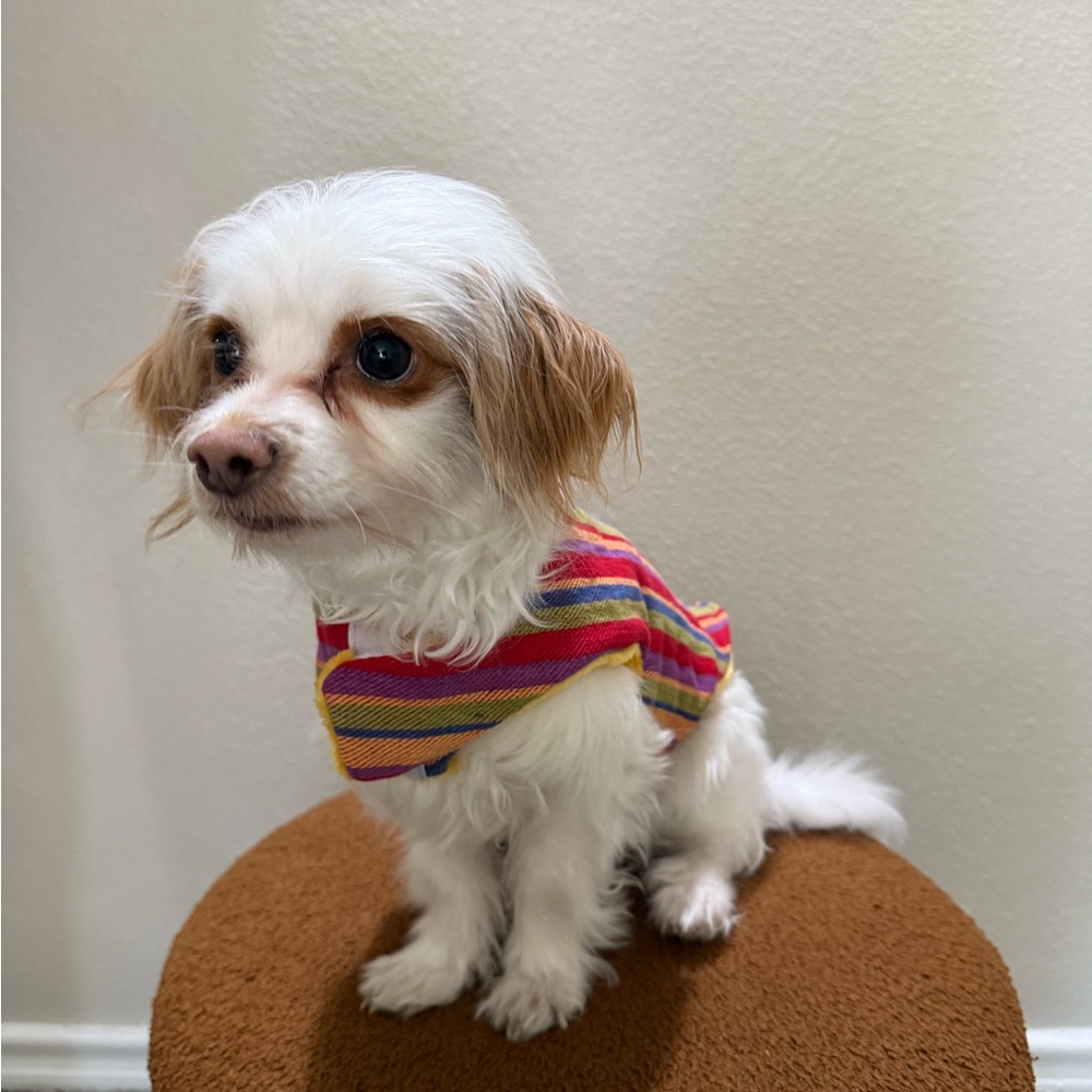 Striped Dog Jacket - Multicolor